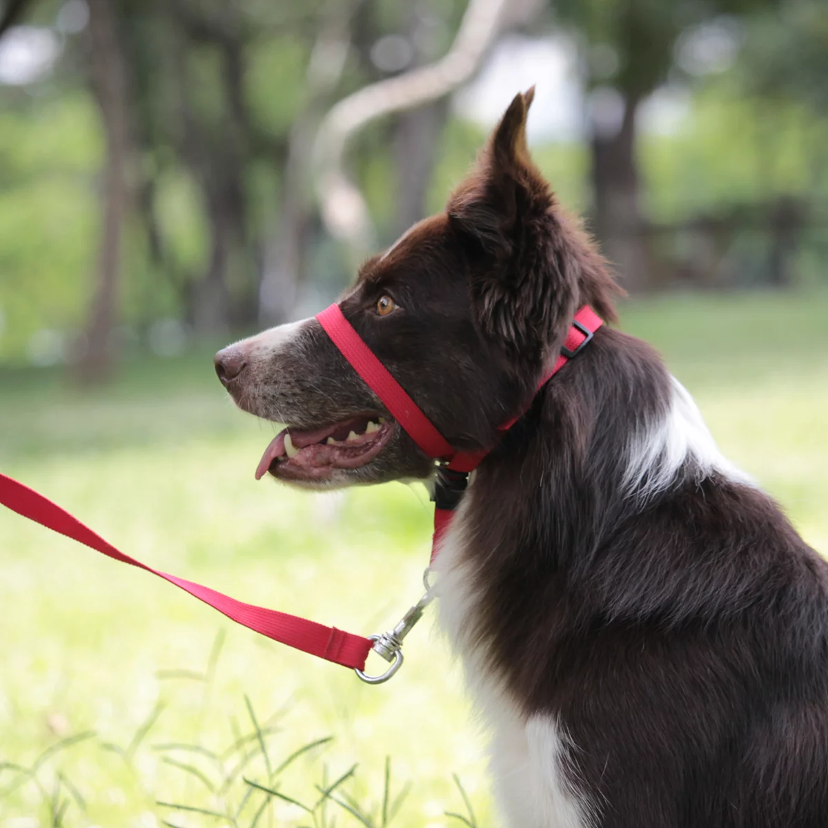 Coleira Cabresto Correction anti puxão para cães